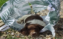 English Springer Spaniel dogs for sale: English Springer Spaniel Puppy 2 - English Springer Spaniel Puppies - Image 29