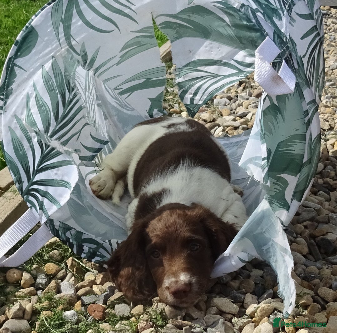 English Springer Spaniel dogs for sale: English Springer Spaniel Puppy 2 - English Springer Spaniel Puppies - Image 29