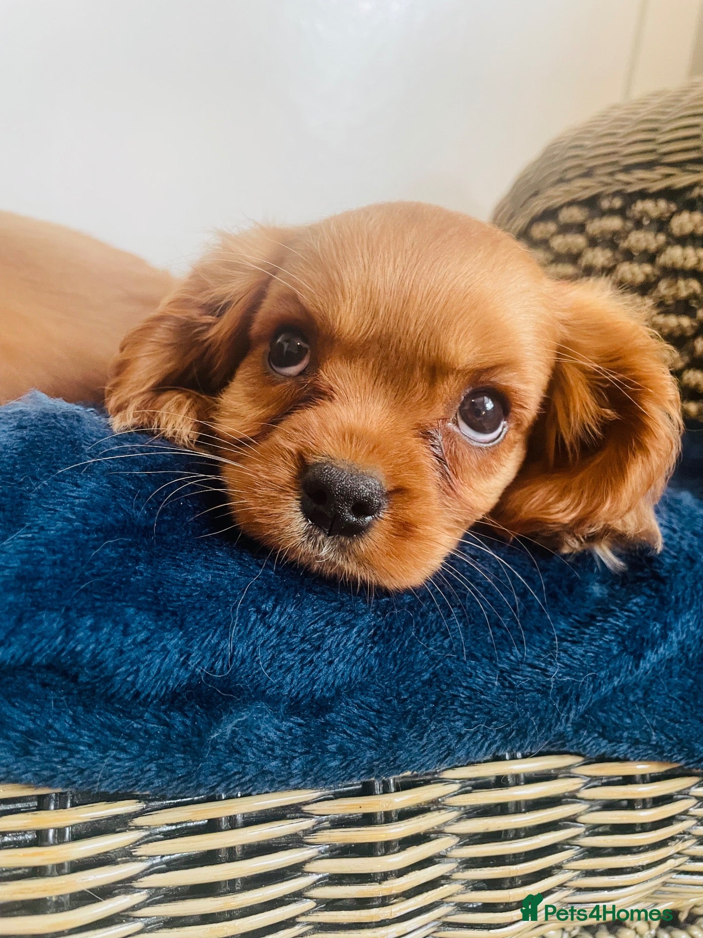 Cavalier King Charles Spaniel dogs Red full breed cavalier boys  - Advert 1