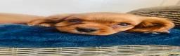 Cavalier King Charles Spaniel dogs for sale: Red full breed cavalier boys  - Advert 8