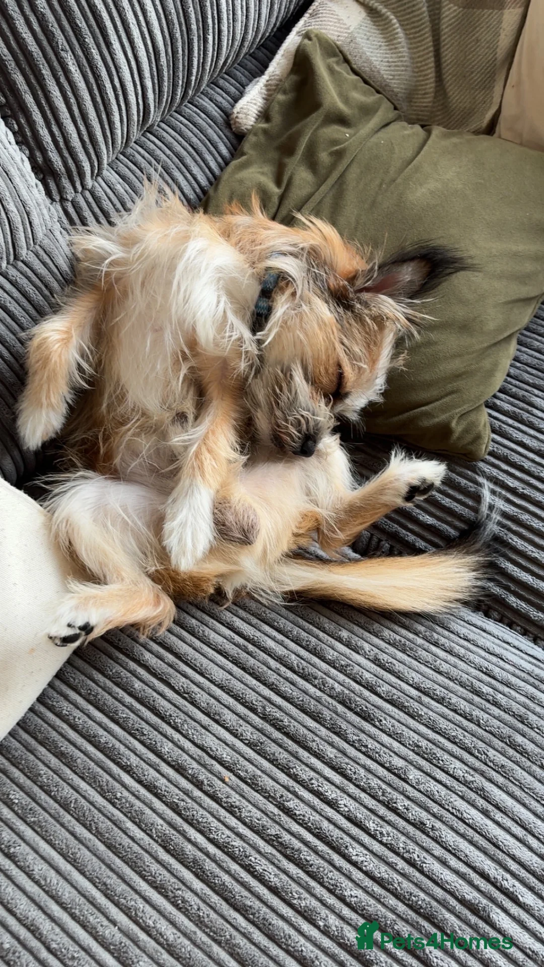 Mixed Breed dogs for sale: This is Bear - Advert 7