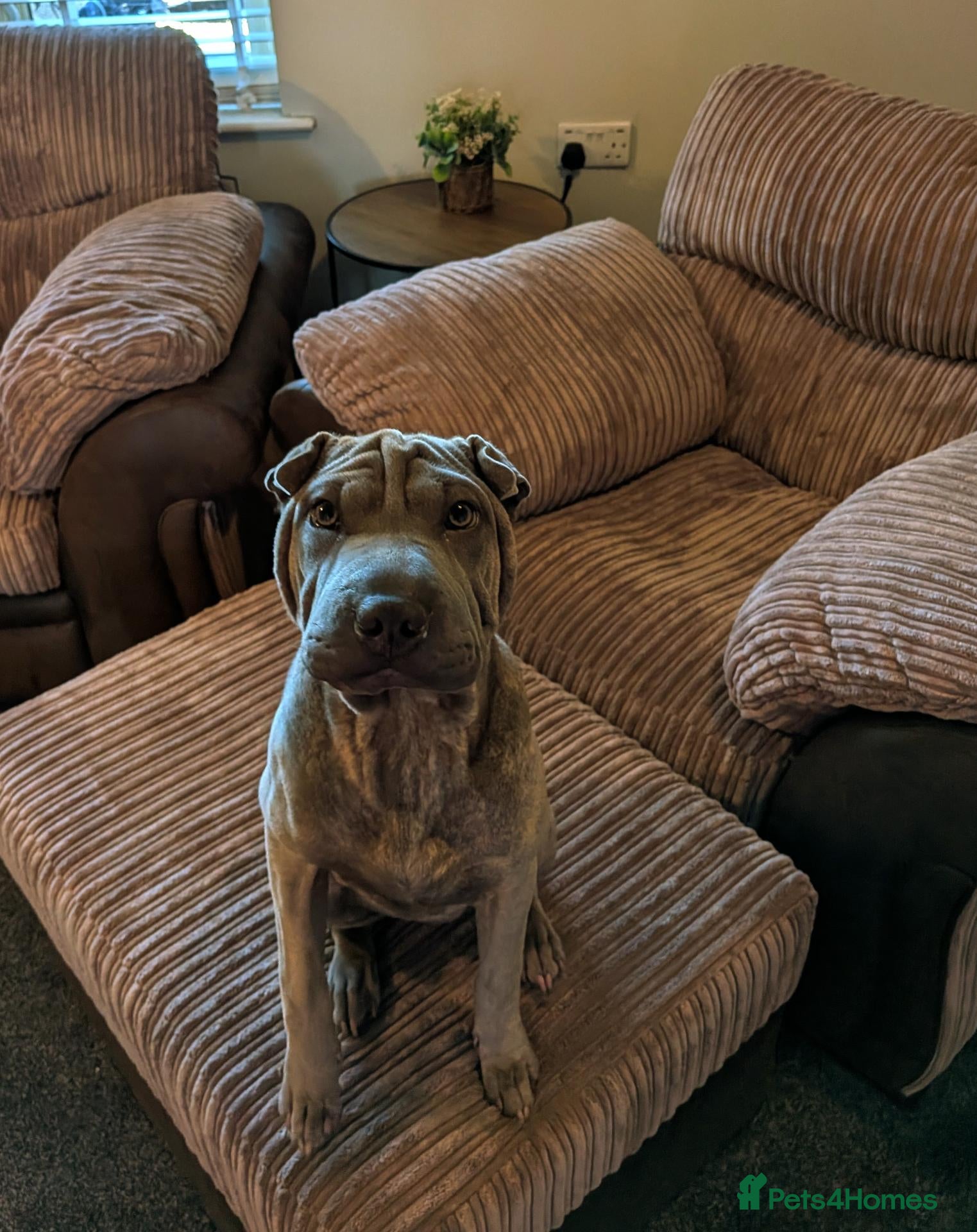 Mixed Breed dogs Shar-Pei x Staffy - Advert 13