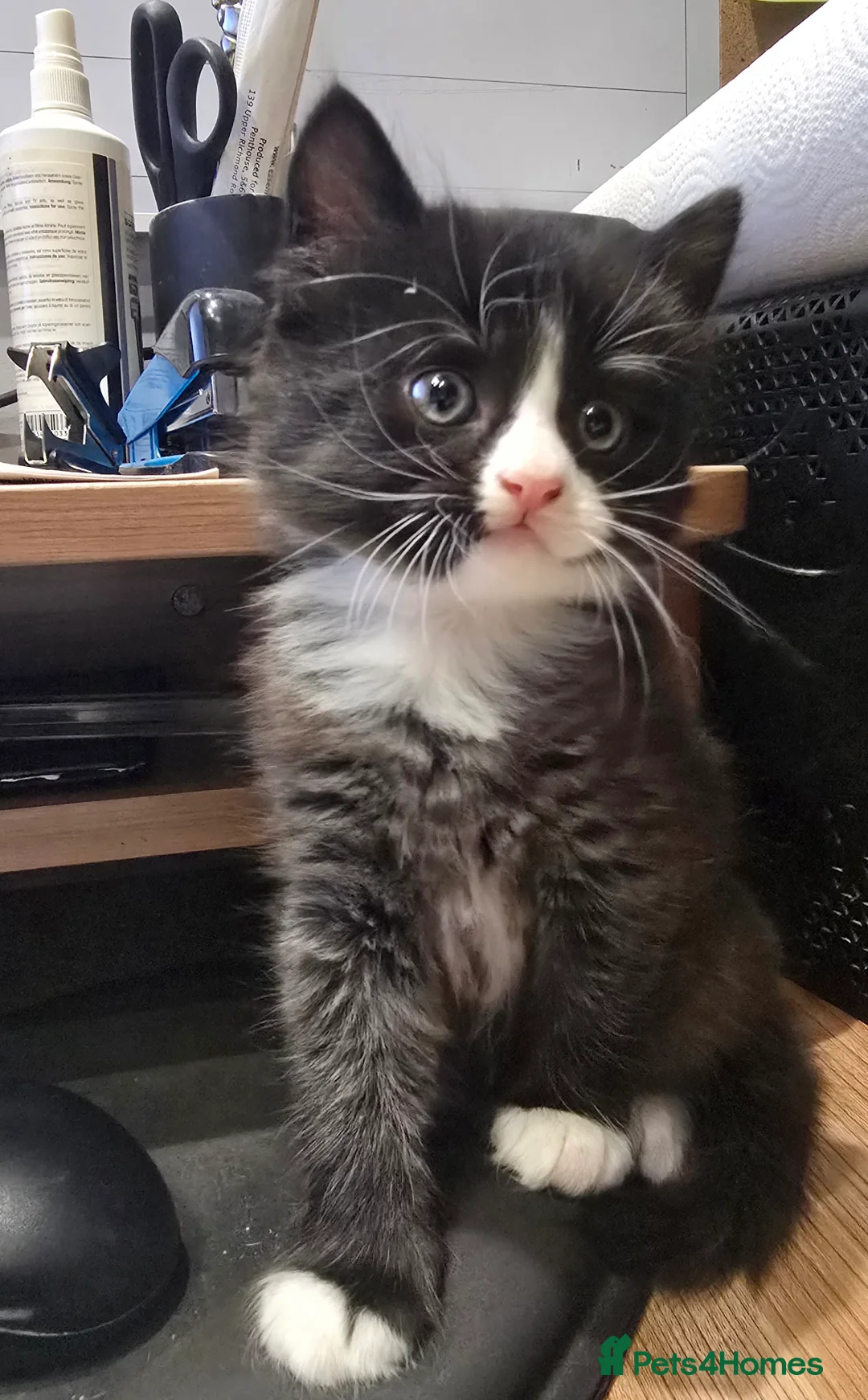 Mixed Breed cats for sale: Raised With Love – Gorgeous Kittens - Advert 12