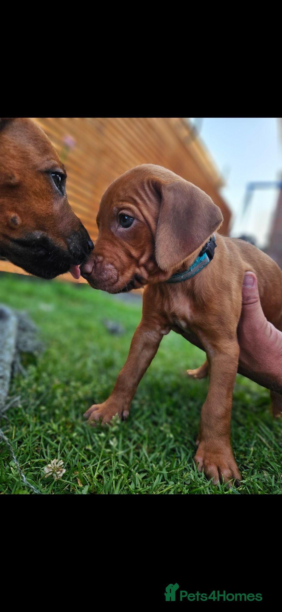 Rhodesian Ridgeback dogs Beautiful Rhodesian Ridgeback Puppies  - Advert 2