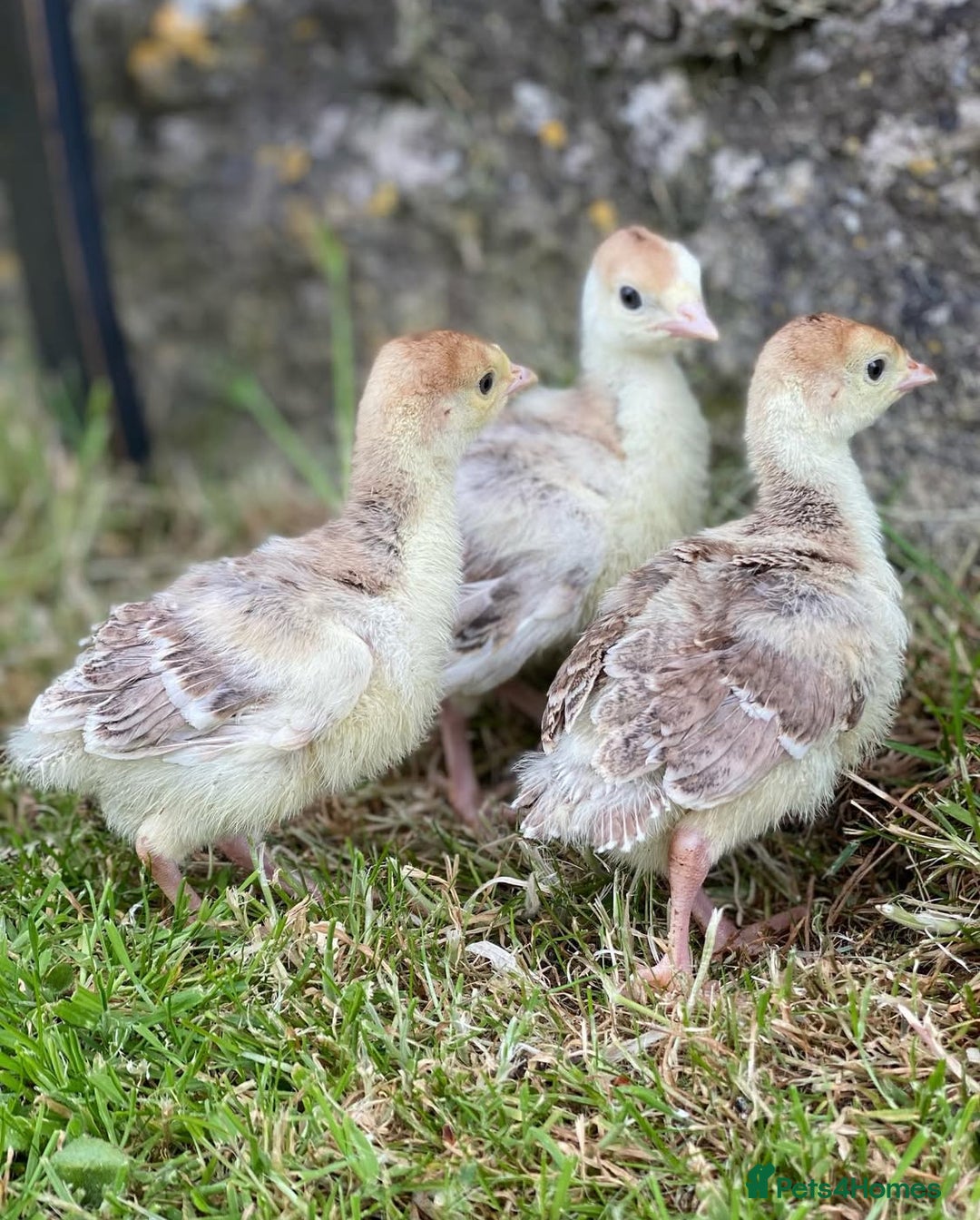 Chickens poultry for sale: Hatching eggs, Chicks & Ducklings - Image 7