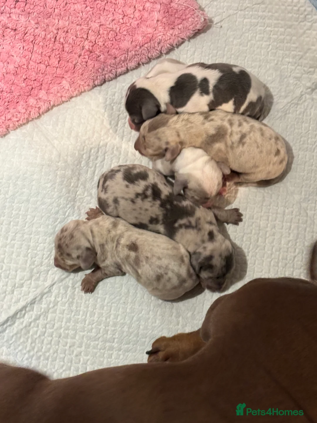 Dachshund dogs for sale: Miniature dashaund - Advert 7