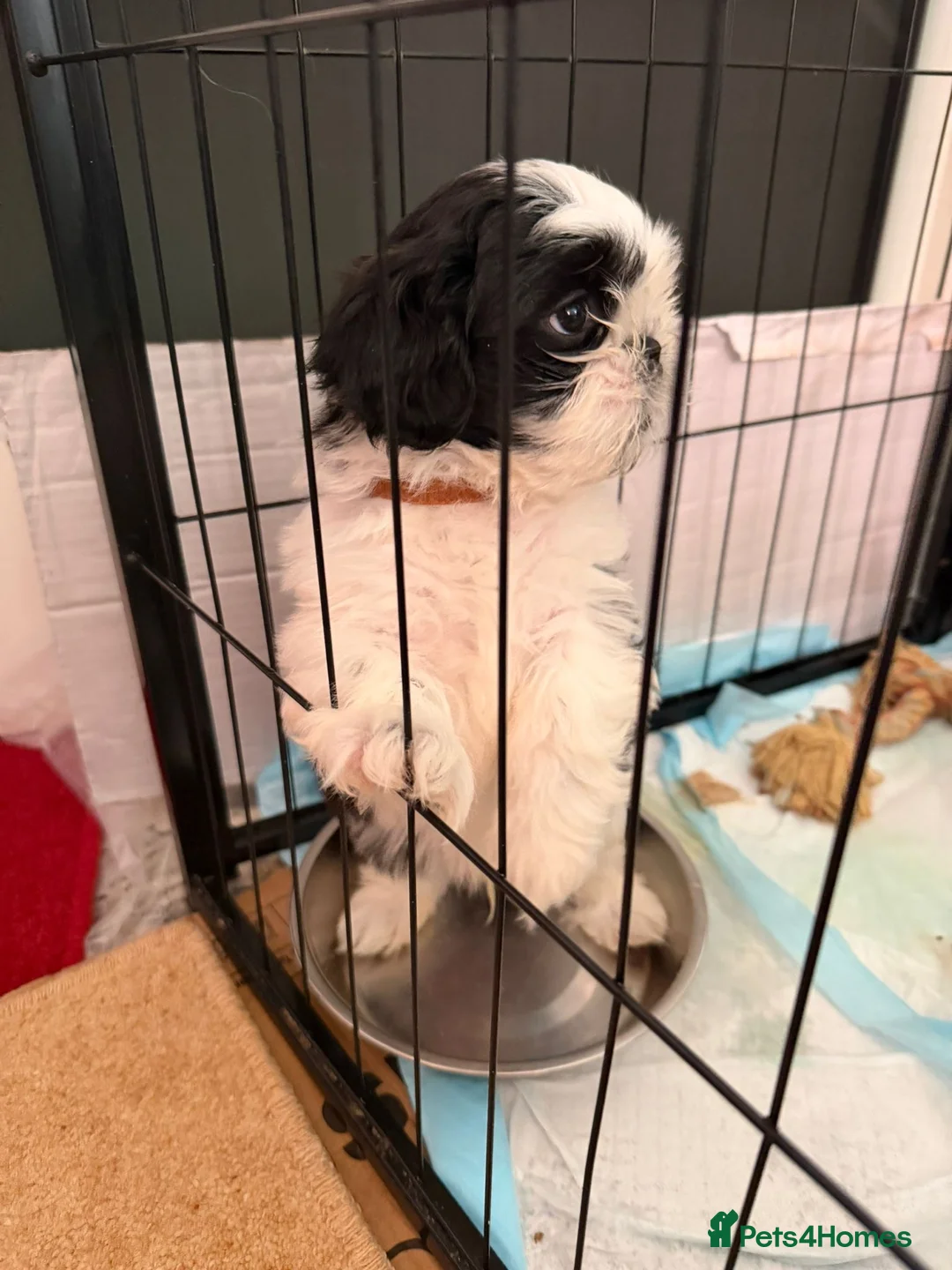 Shih Tzu dogs for sale:  Shih Tzu puppy  - Advert 15