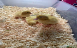 Canaries birds for sale: Pekin ducklings  - Image 14