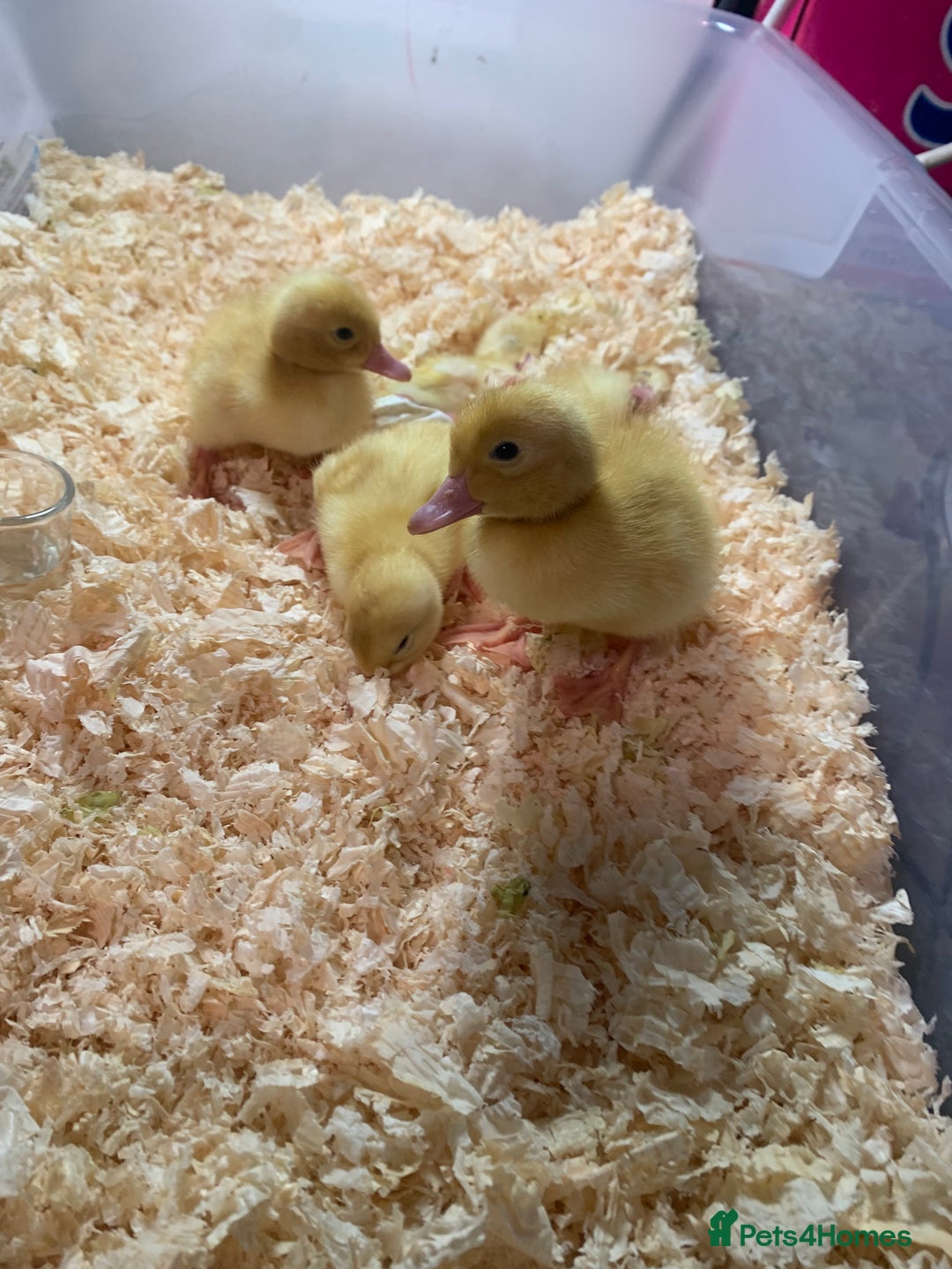 Canaries birds for sale: Pekin ducklings  - Image 14
