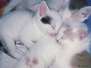 Mixed Breed cats 11 Adorable kittens 🐾 - Advert 2