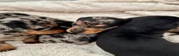 Miniature Dachshund dogs for sale: Mini dachshund pupies KC reg DNA tested parents - Advert 5
