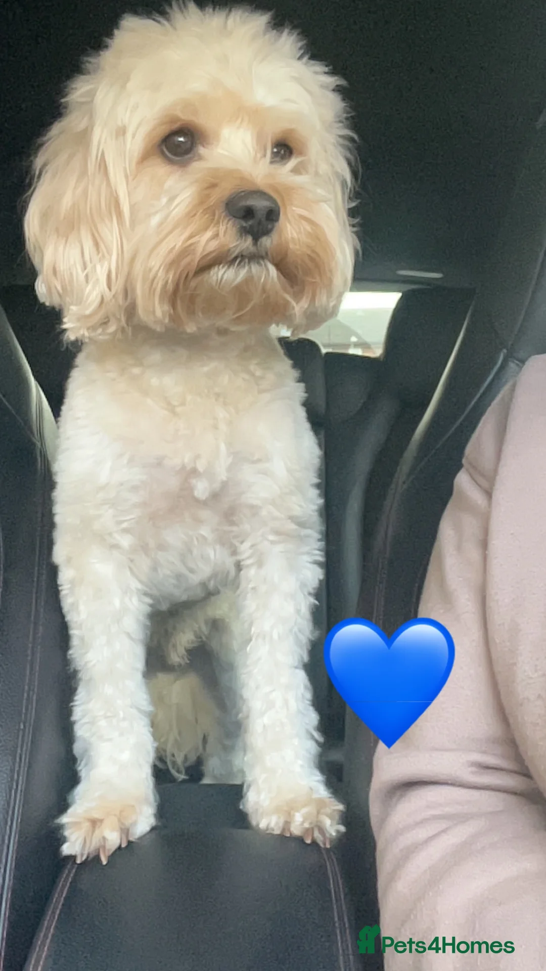 Cavapoo dogs for stud: Stunning Cavapoo for Stud (Proven) in Grays - Advert 9