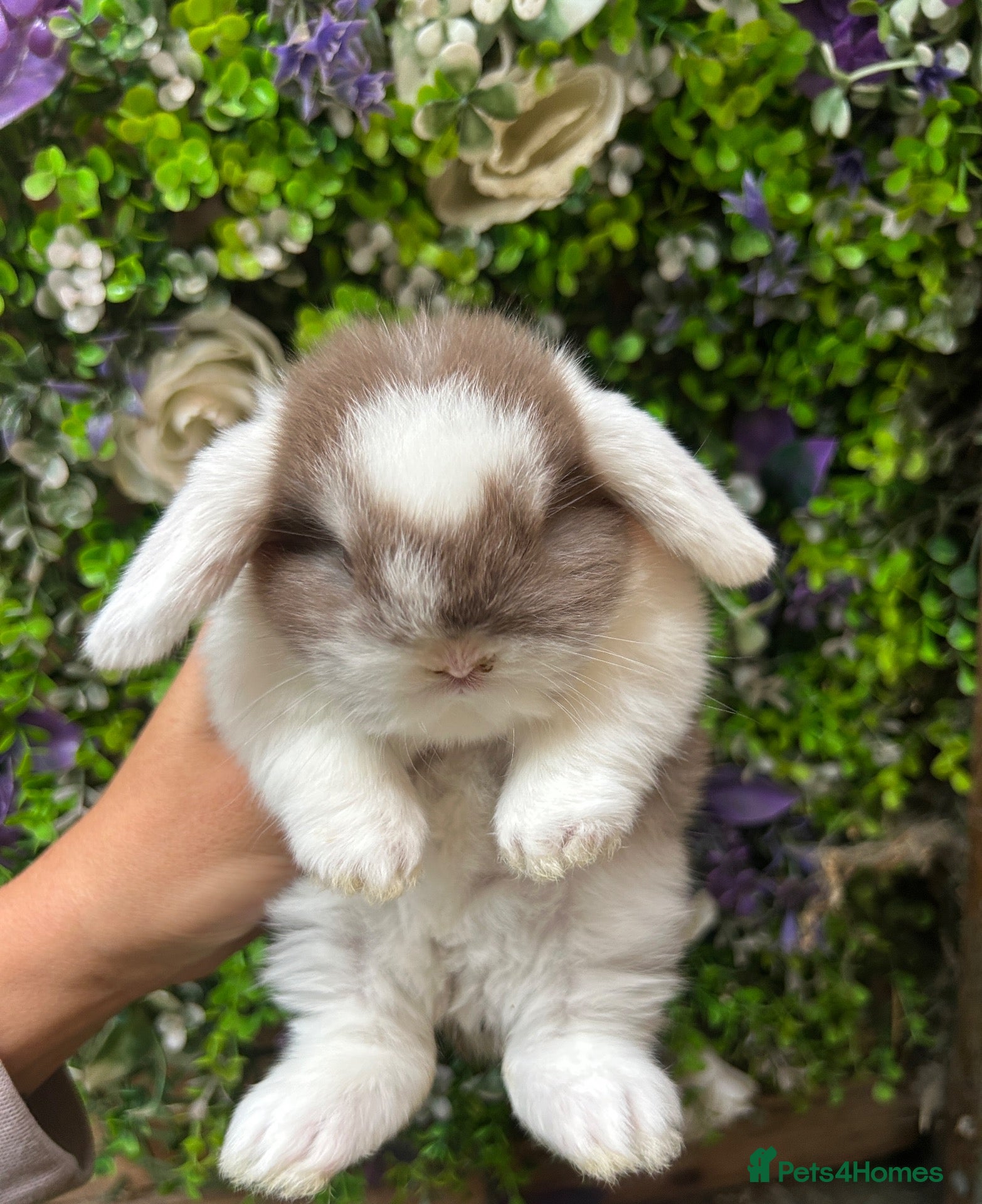 Mini Lop rabbits Mini Lop Baby’s  - Advert 11