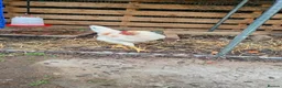 Chickens poultry for sale: Free to good home  in Newport - Advert 2