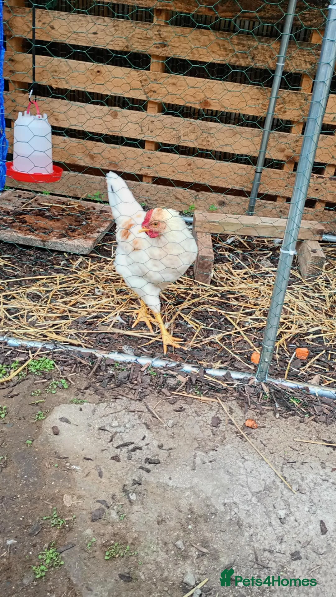Chickens poultry for sale: Free to good home  in Newport - Advert 2