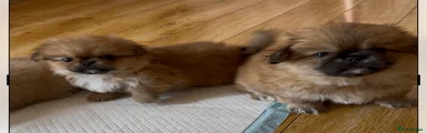 Pekingese 1