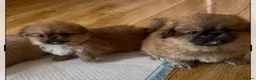 Pekingese dogs for sale: 4 Pekingese puppies  in Milton Keynes - Advert 12
