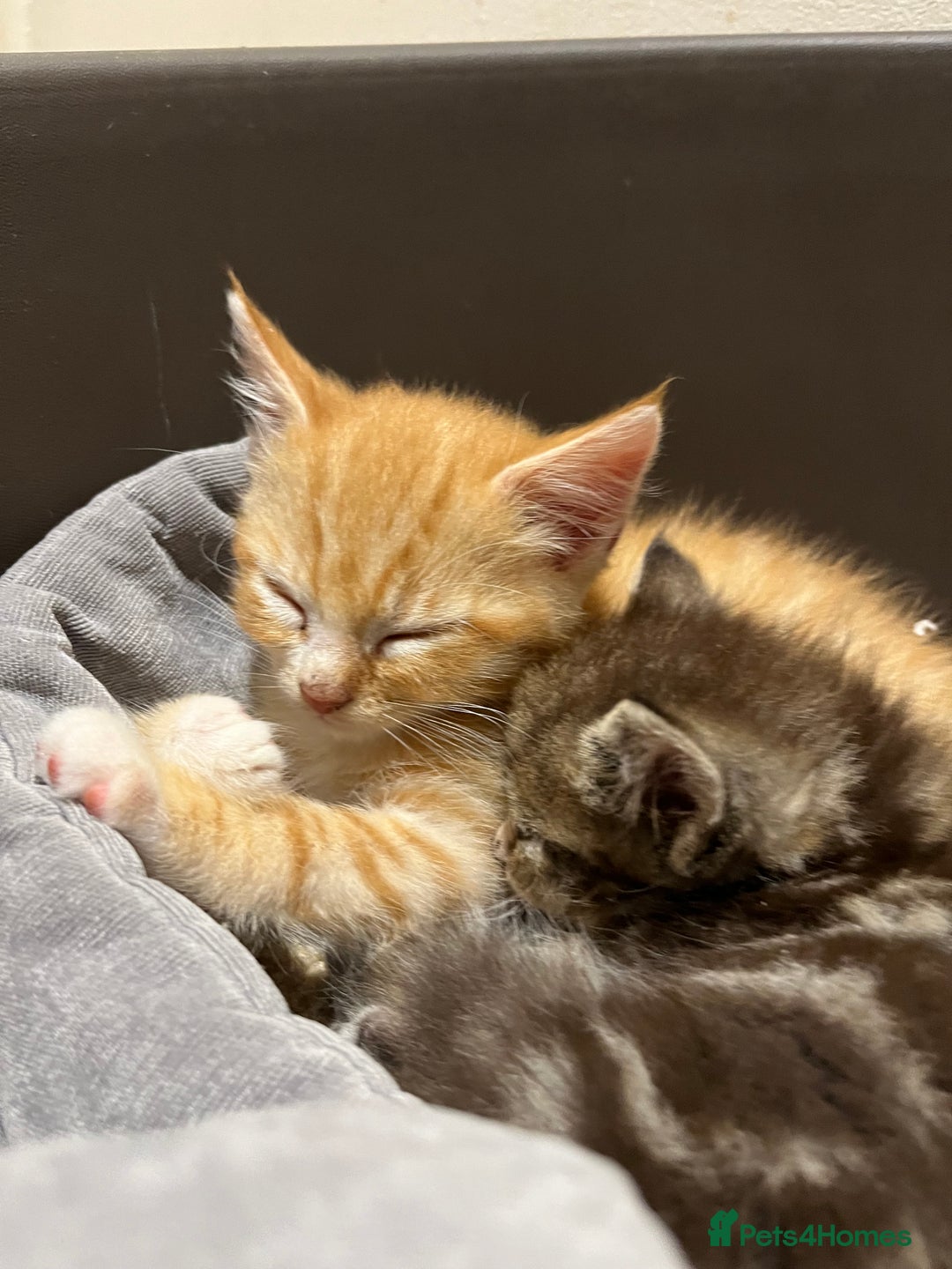 Mixed Breed cats for sale: Adorable kittens  - Image 14