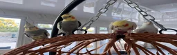 Cockatiels birds for sale: 4x mixed coloured cockatiles - Advert 7