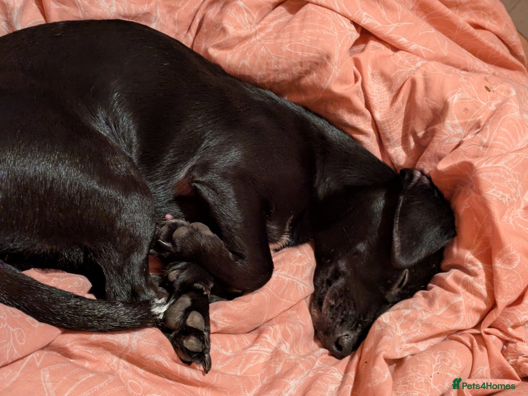 Mixed Breed dogs for sale: 2 year old female Dollie  - Image 5