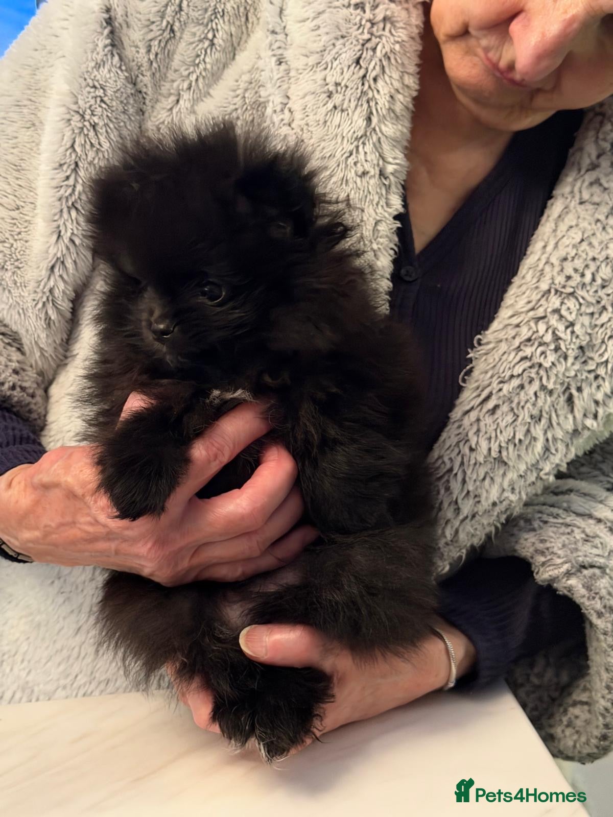 Pomeranian dogs  Black Teddy bear boy. Ready now  - Advert 12
