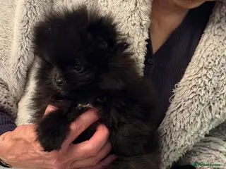 Pomeranian dogs Black Teddy bear boy. Ready now - Advert 12