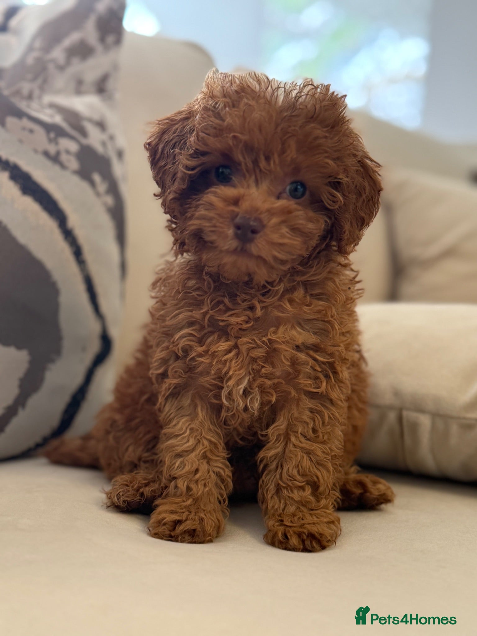 Toy Poodle dogs Gorgeous tiny toy poodle puppies  - Advert 2