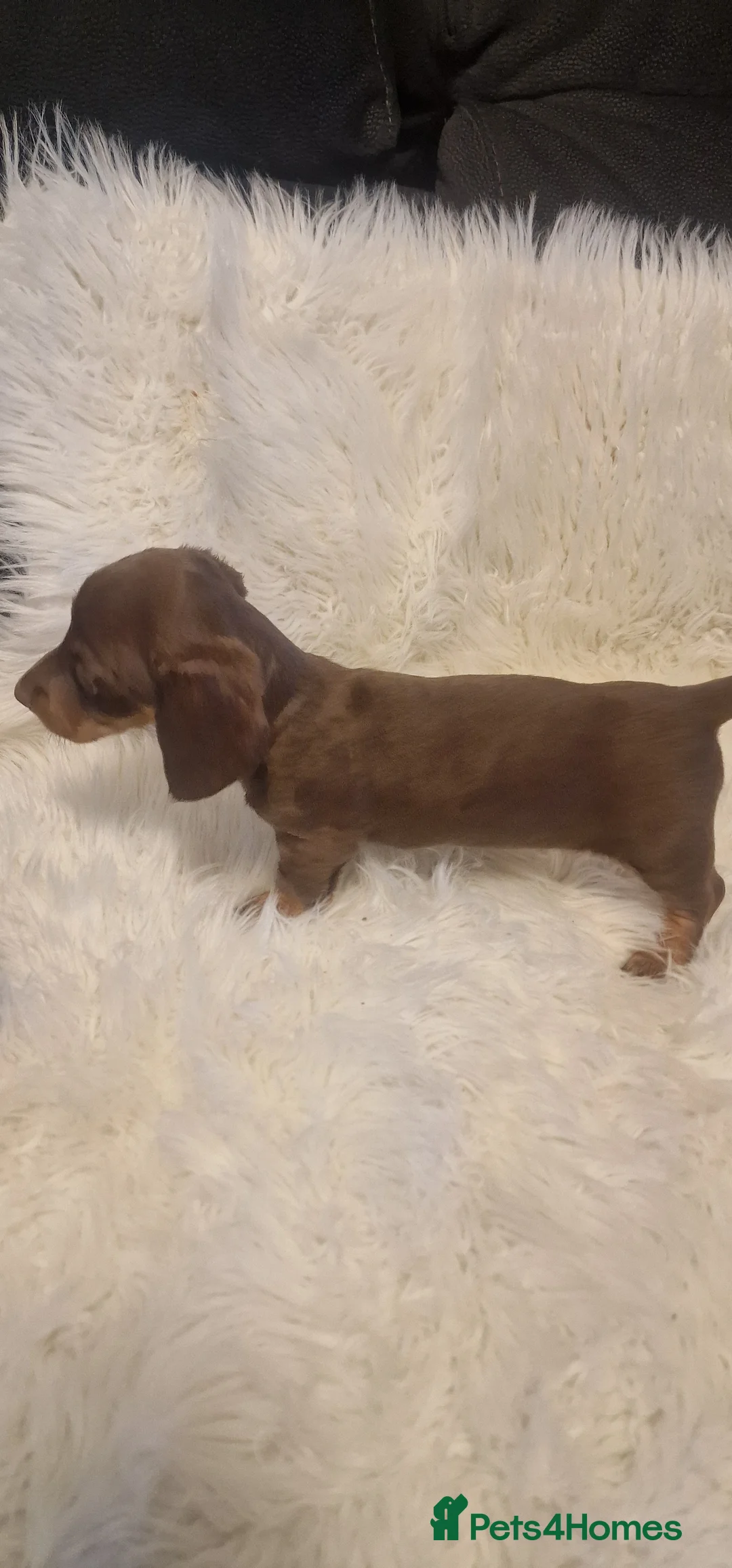 Miniature Dachshund dogs for sale: READY to GO FULL Vac Mini Dachshund smooth  - Advert 12