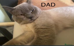 British Shorthair cats for sale: Pedigree British shorthair kitten seeks family  - Image 6