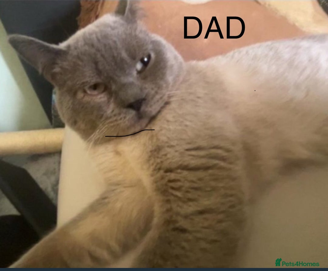 British Shorthair cats for sale: Pedigree British shorthair kitten seeks family  - Image 6
