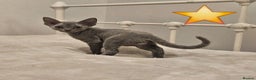 Devon Rex cats for sale: Dashing Devons - Advert 3
