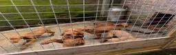 Hungarian Vizsla dogs for sale: Wire haired HungarianVizsla Puppies - Advert 8