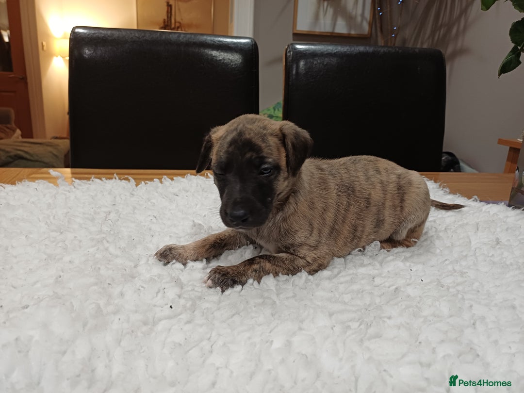 Whippet dogs for sale: KC  REG WHIPPET PUPS - Advert 9