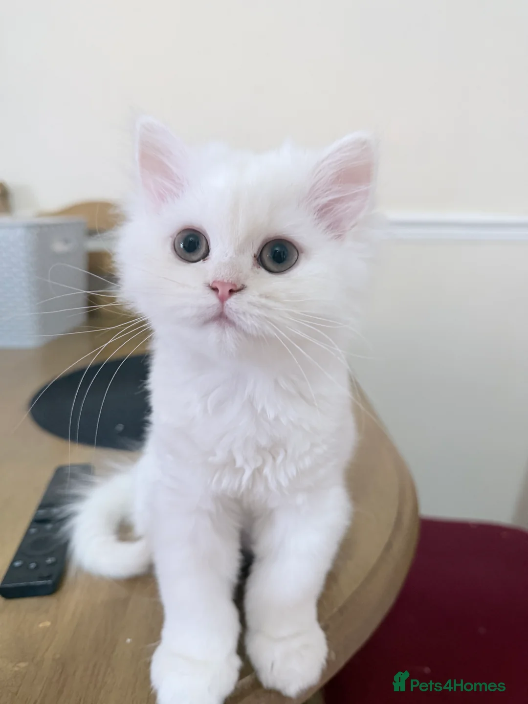 Persian cats for sale: Beautiful white male  - Advert 2