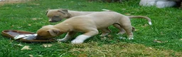 Whippet dogs for sale: Crufts winning parents - Advert 5