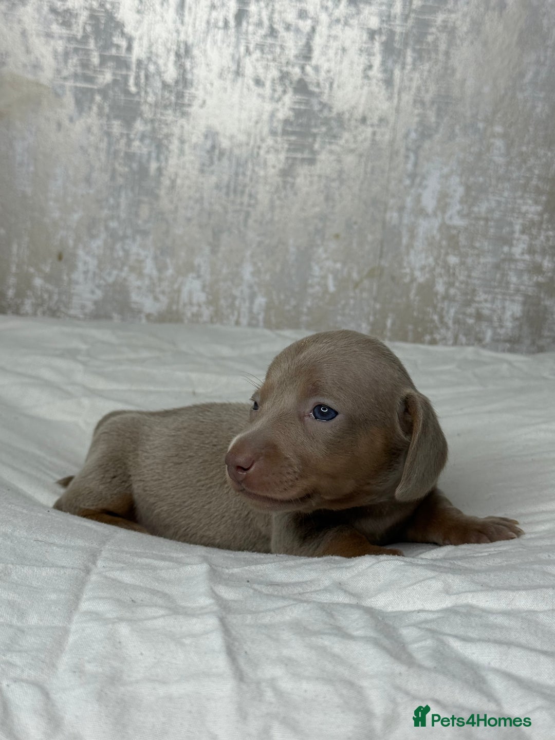 Miniature Dachshund dogs for sale: quality minature dachshunds (ready 14th october) - Image 15