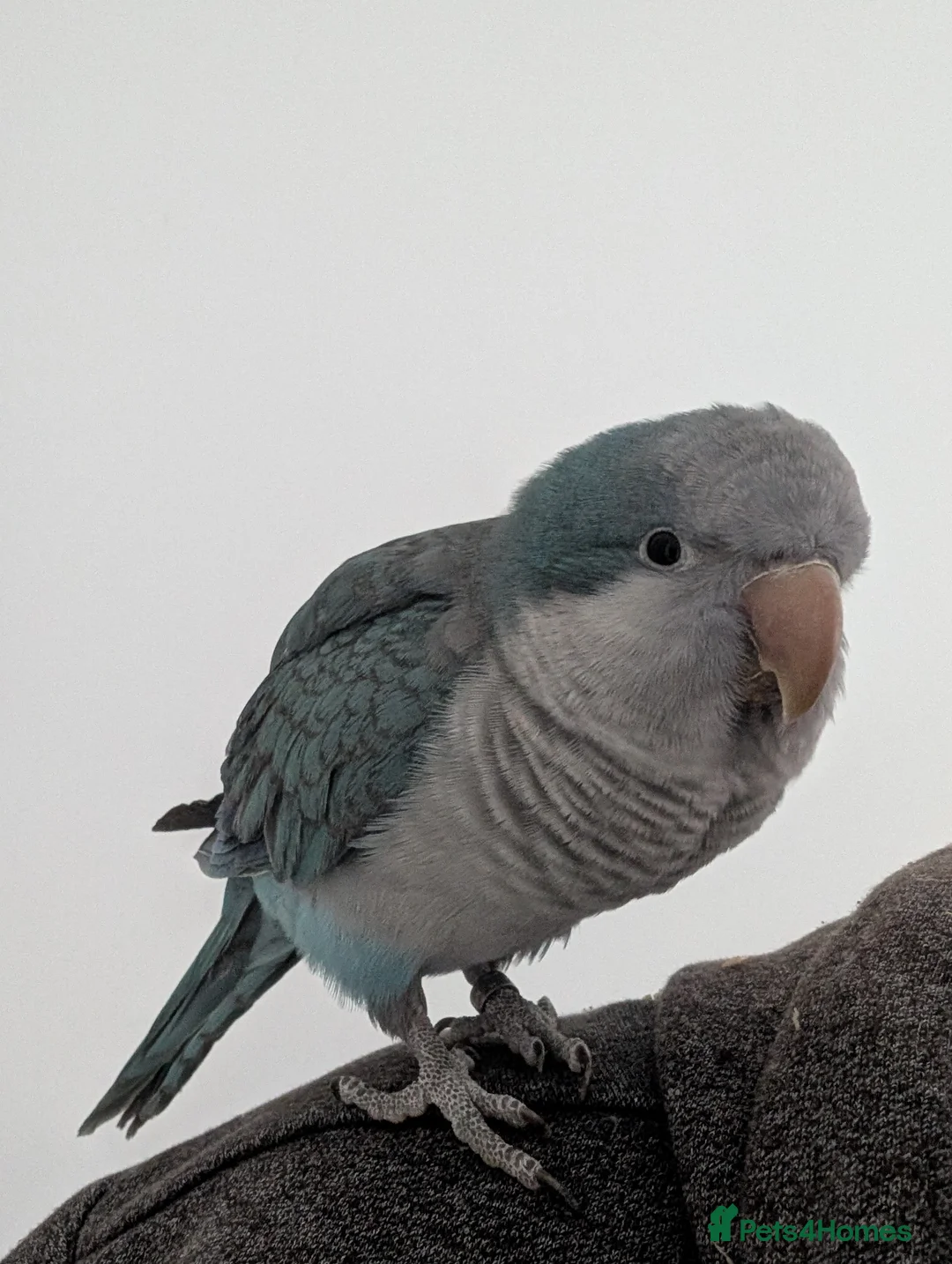 Mixed Breed birds for sale: Heartbreaking Rehoming – Quaker Parrot (Female) 💙 - Advert 1