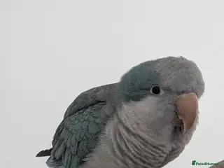 Mixed Breed birds Heartbreaking Rehoming – Quaker Parrot (Female) 💙 - Advert 2