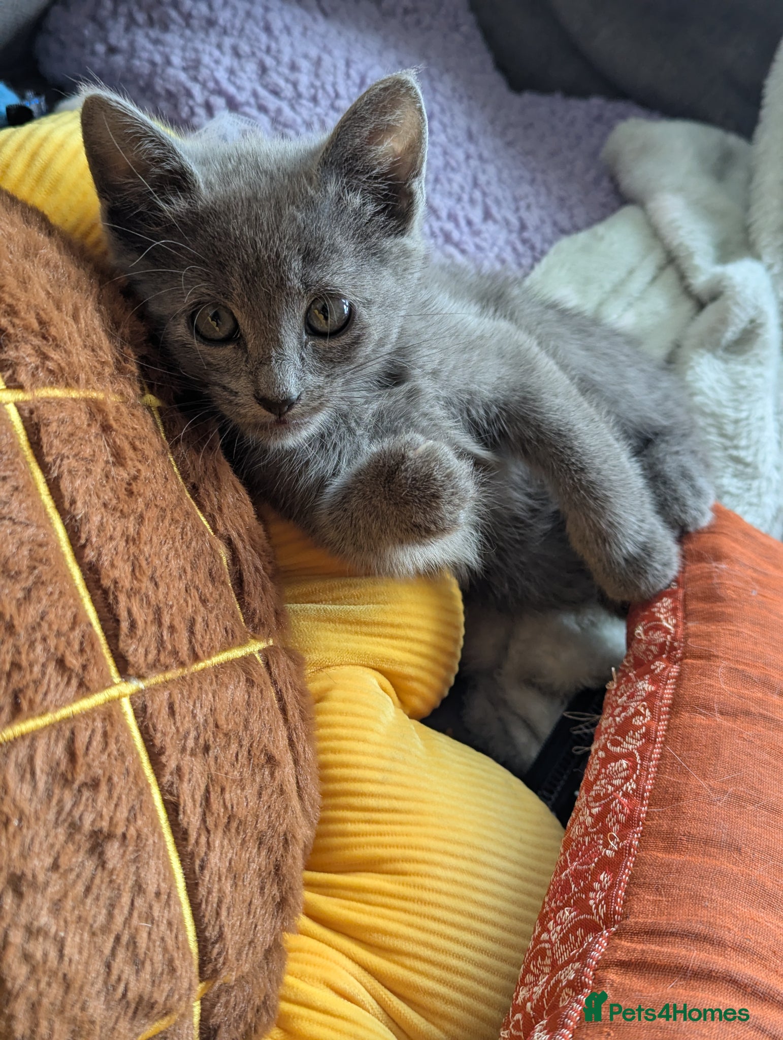 Russian Blue cats Adorable Russian Blue X Kittens  - Advert 3