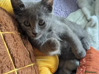 Russian Blue cats Adorable Russian Blue X Kittens - Advert 3