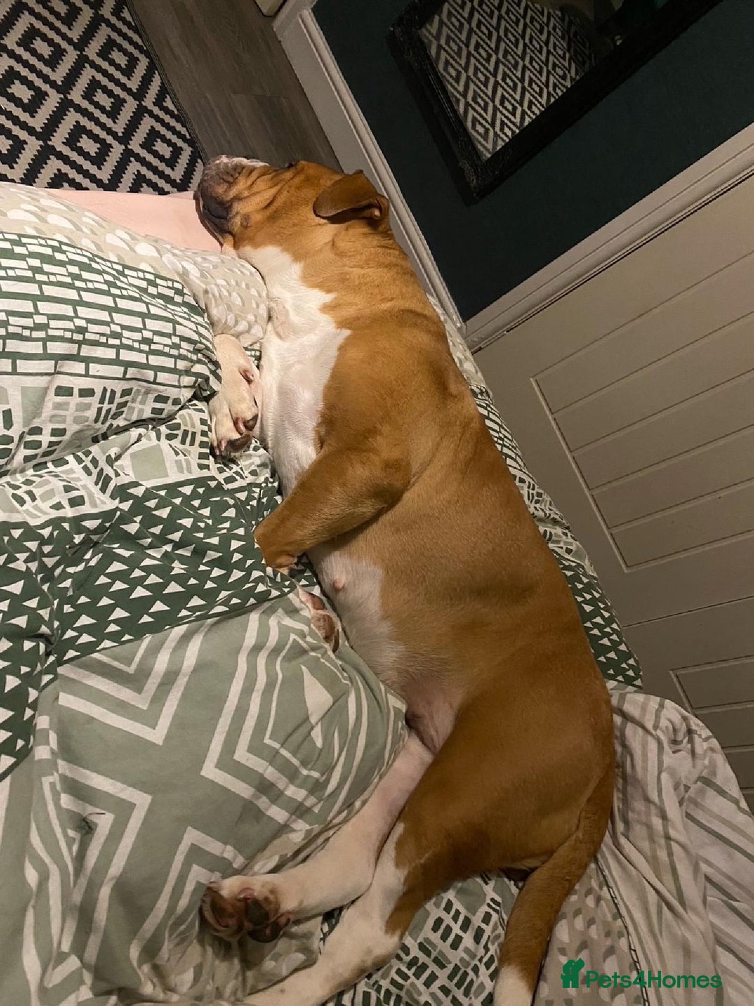 English Bulldog dogs for sale: Victorian Bull dog  - Image 3