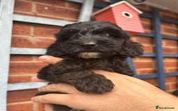 Cockapoo dogs for sale: Cockapoo Puppies (TOY) - Image 19
