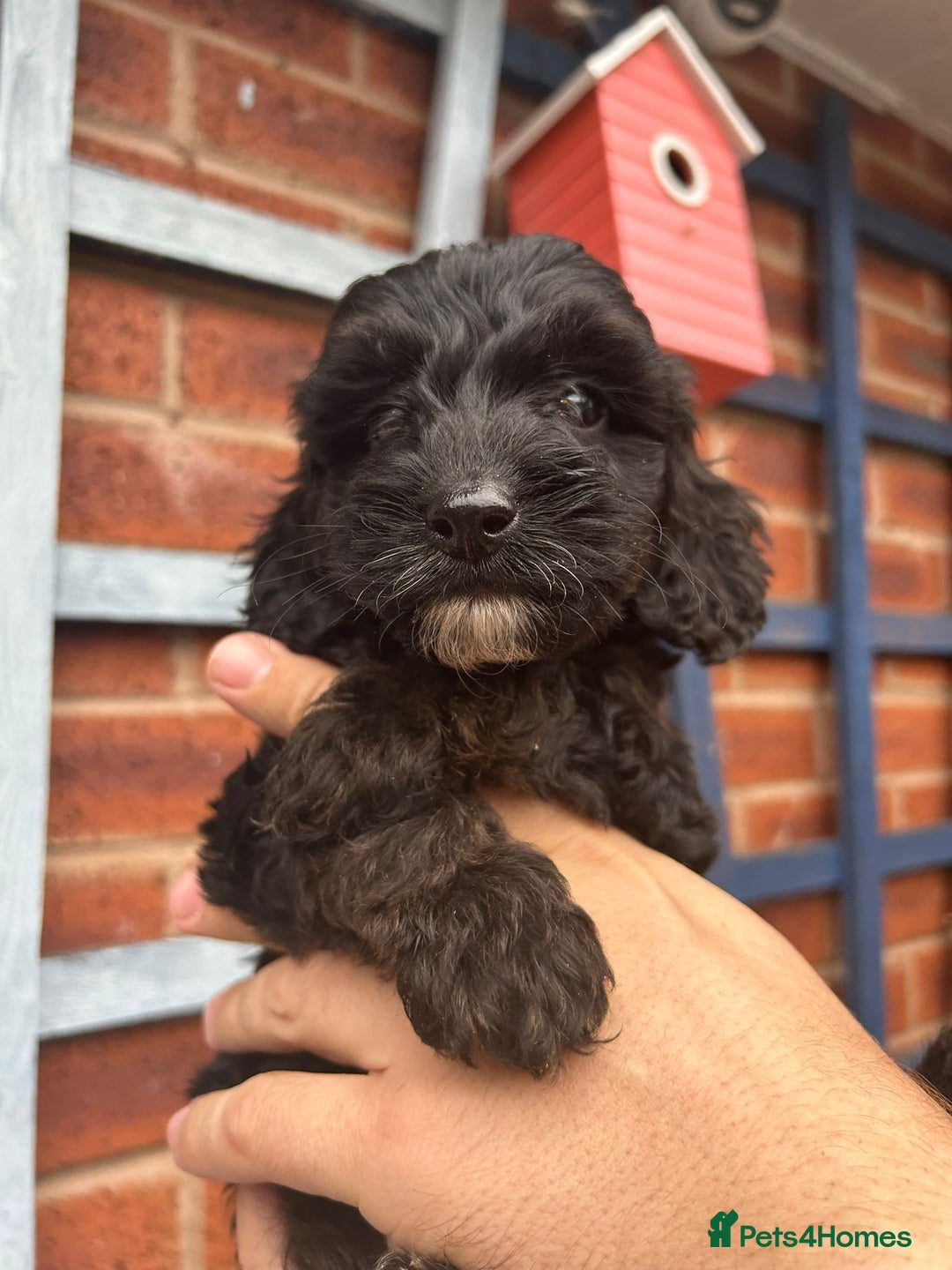 Cockapoo dogs for sale: Cockapoo Puppies (TOY) - Image 19