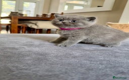 British Shorthair cats for sale: Stunning British short hair kittens  - Image 10