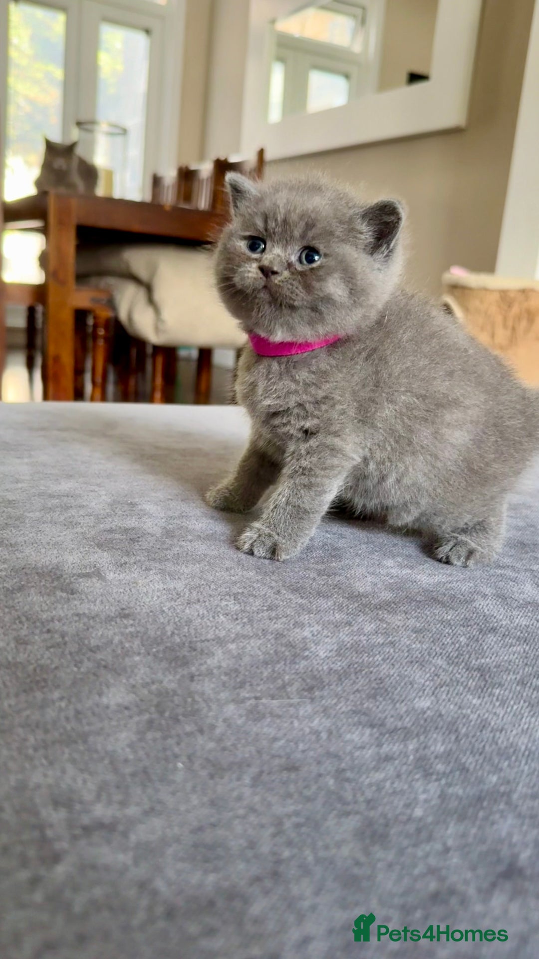 British Shorthair cats for sale: Stunning British short hair kittens  - Image 10