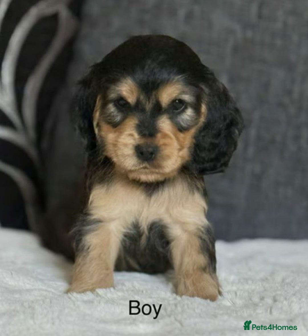 Cocker Spaniel dogs for sale: BEAUTIFUL COCKER SPANIEL PUPPIES - Image 5