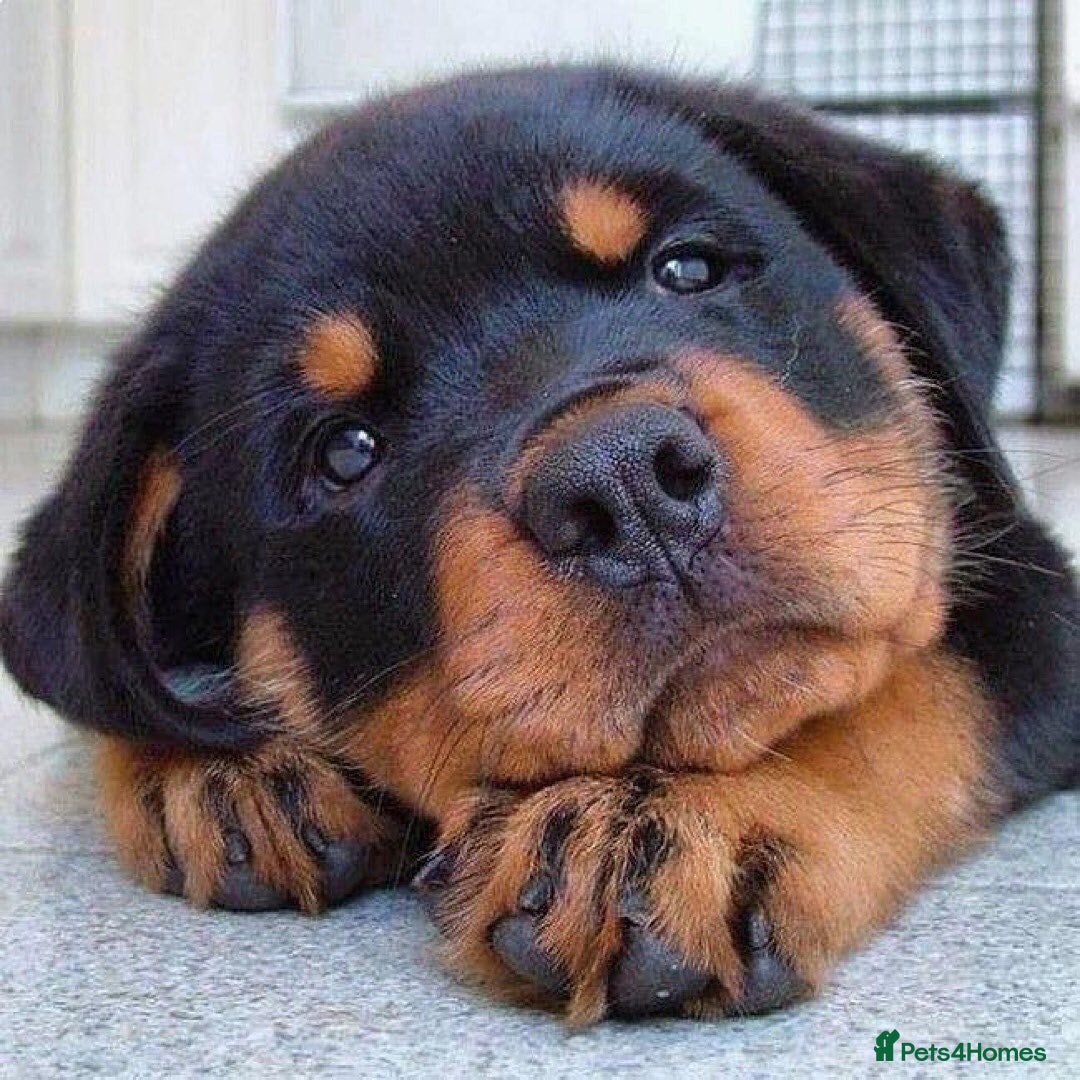 Rottweiler dogs for sale: 🐾🖤 Our Rottweiler Puppies for Sale 🐶💪 - Image 2