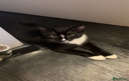 Mixed Breed cats for sale: Kittens for sale  - Image 7