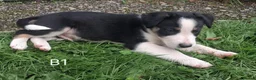 Border Collie dogs for sale: Adorable Puppies - Advert 11