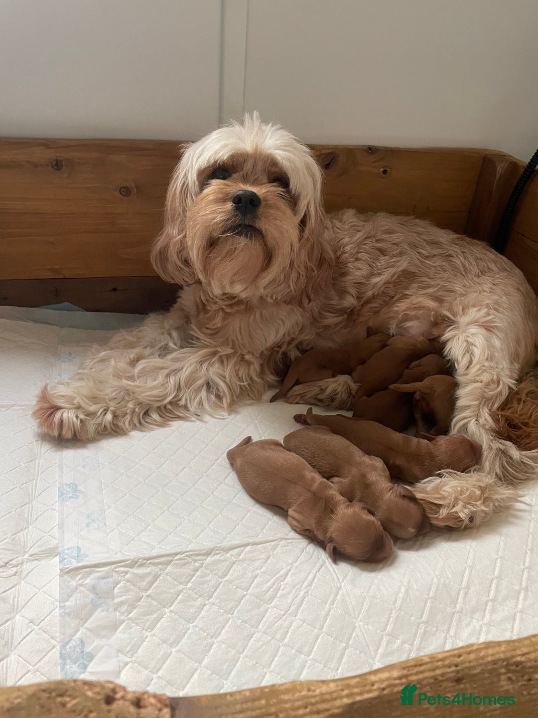Cavapoo dogs for sale: Toy Cavapoo Puppies - litter of 8. - Advert 2